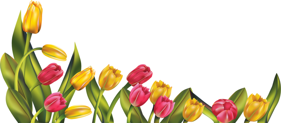 Tulip Transparent PNG Image