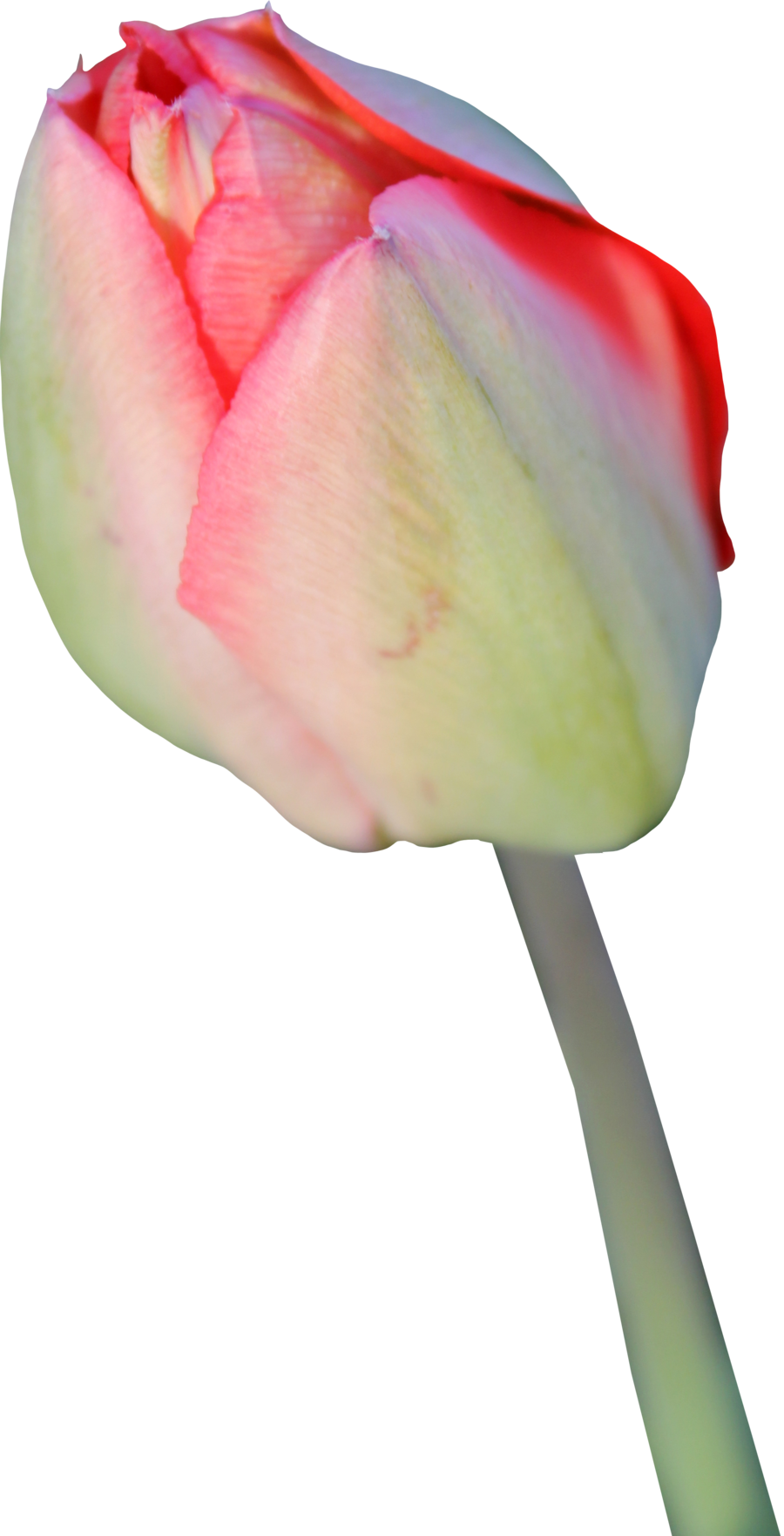 Tulip Background Transparent PNG Image