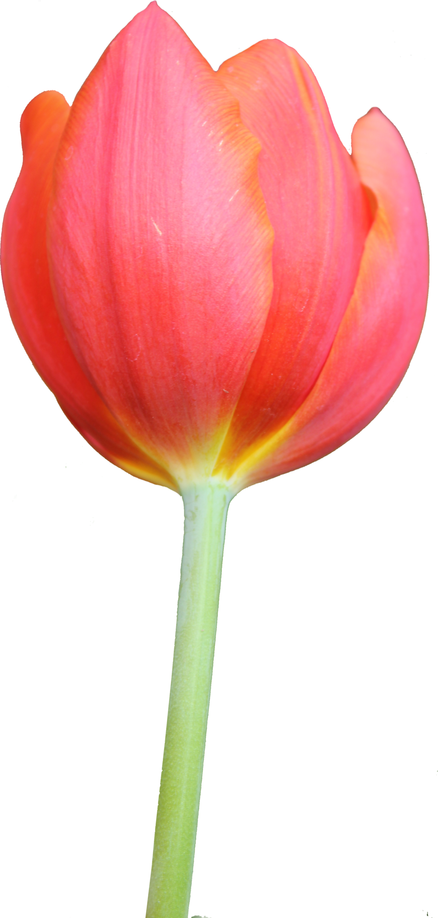 Tulip Transparent PNG Image