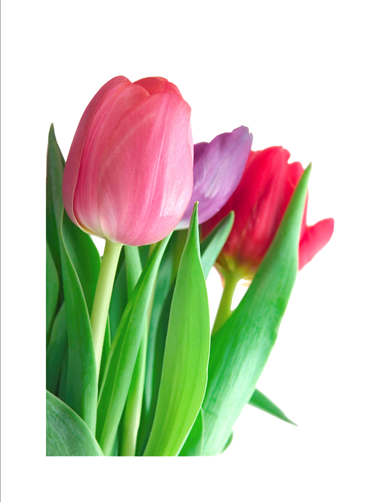 Tulip Transparent PNG Image