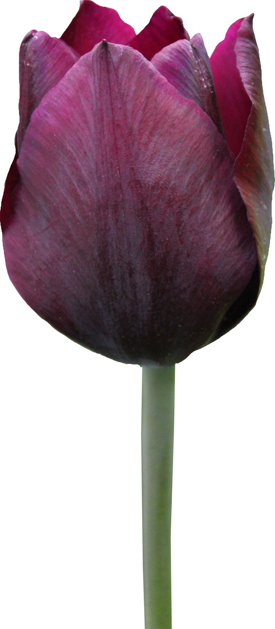 Tulip Transparent PNG Image