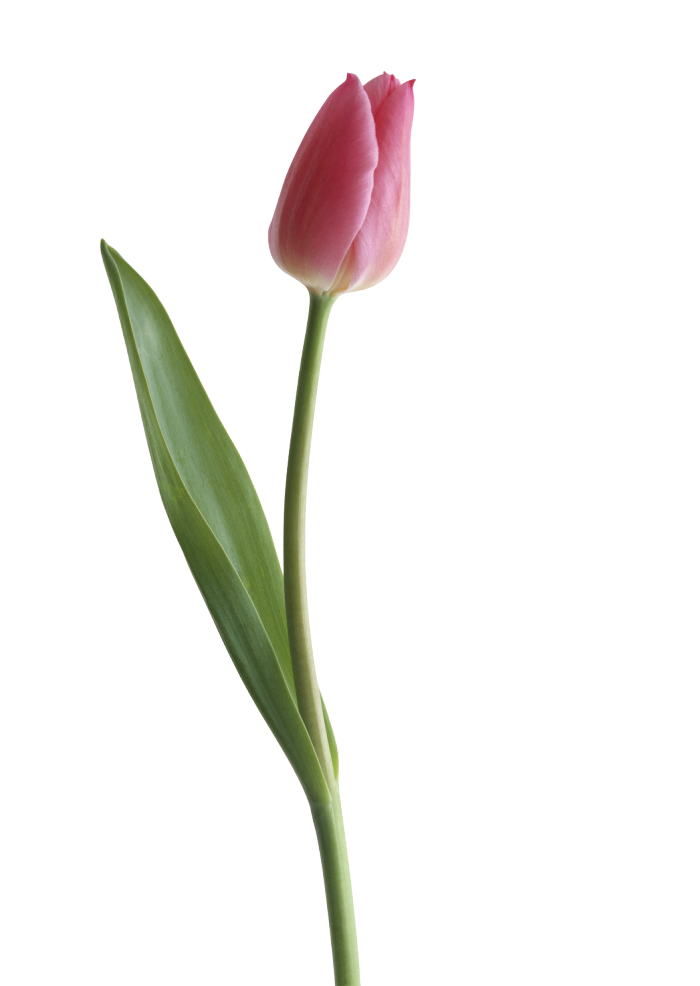 Tulip Transparent PNG Image