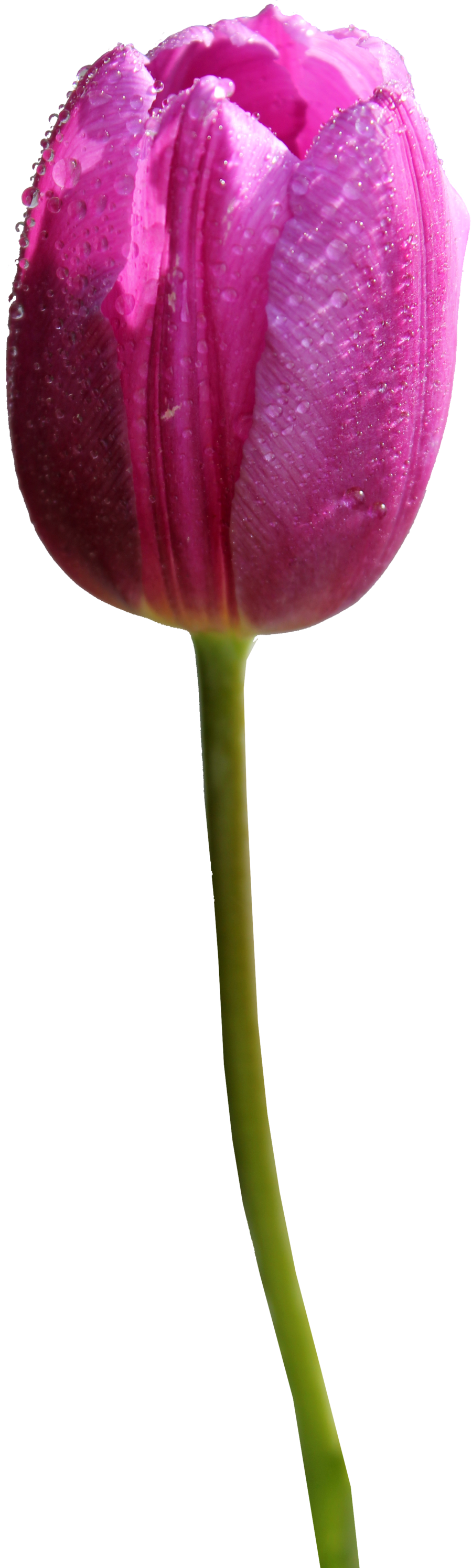 Tulip Transparent PNG Image