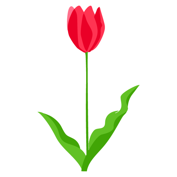 Tulip Plate-Bande Flower Illustration Transparent PNG Image