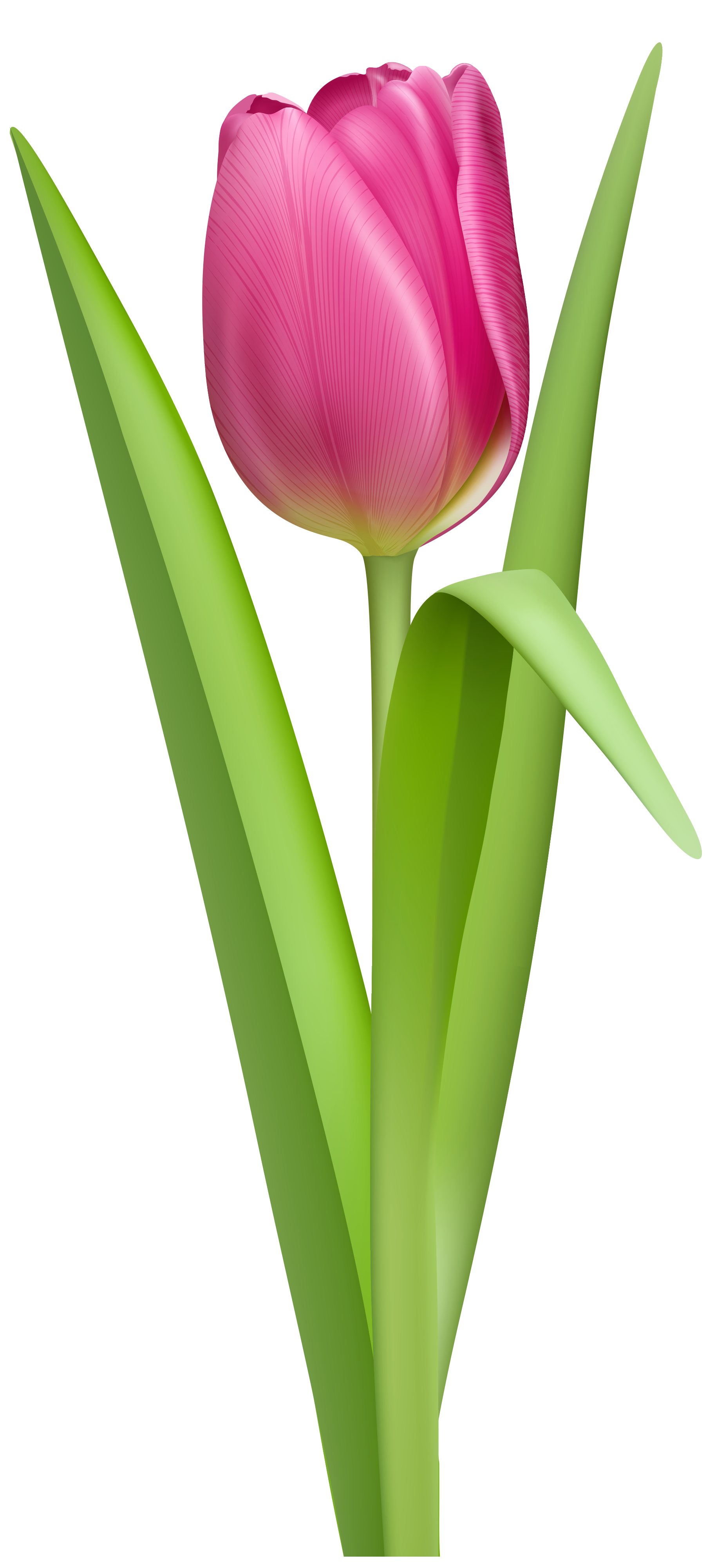 Tulip Transparent PNG Image