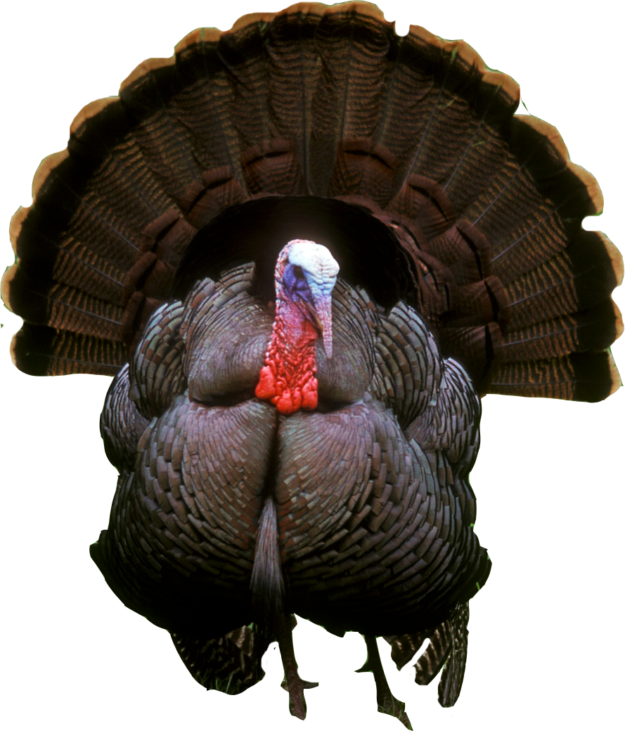 Turkey Transparent PNG Image