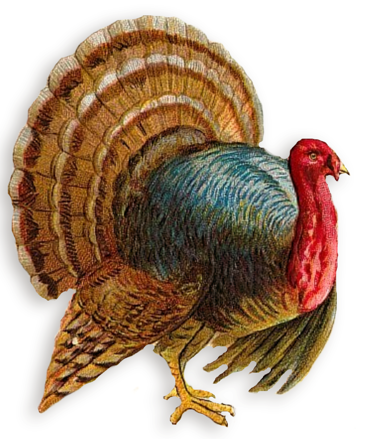 Turkey Transparent PNG Image