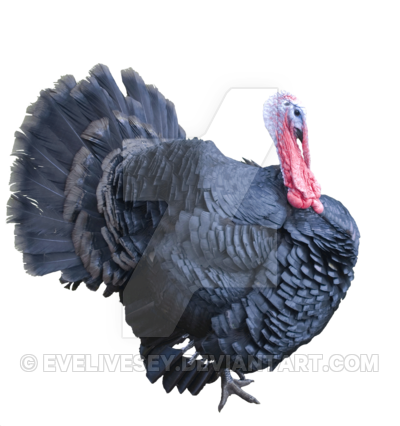 Turkey Transparent PNG Image