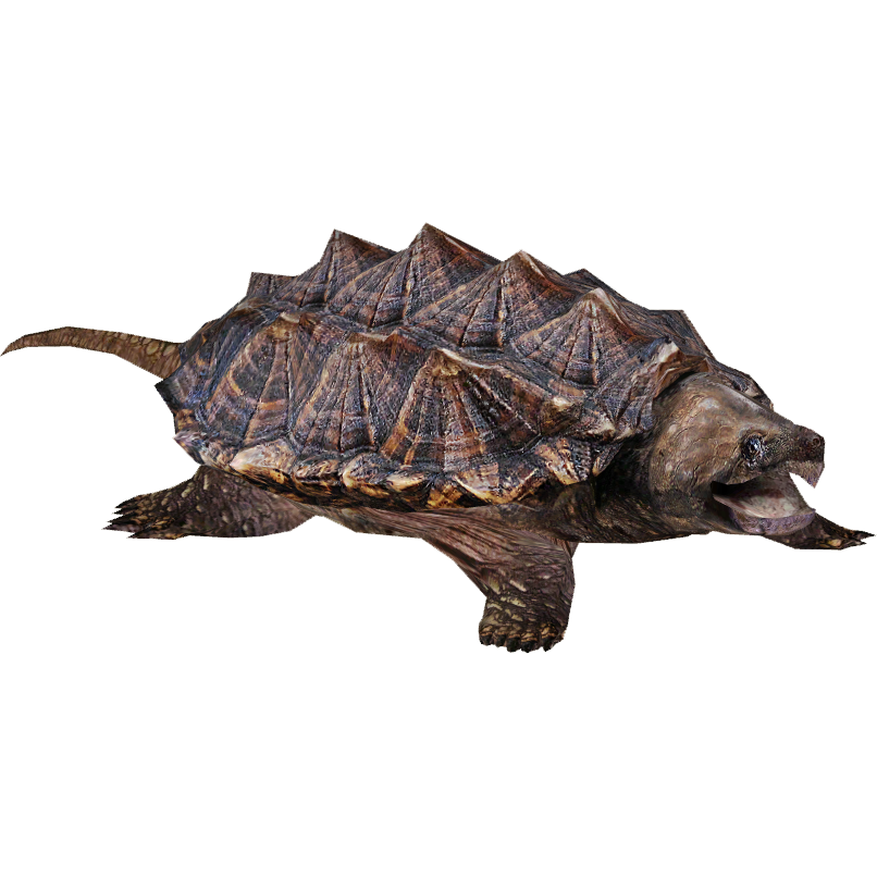 Turtle Transparent PNG Image