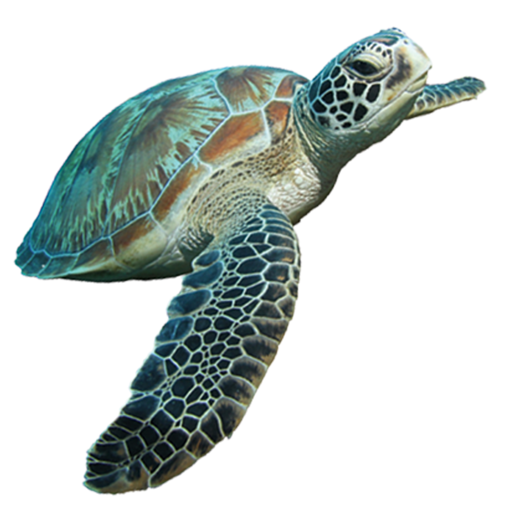 Turtle Transparent PNG Image