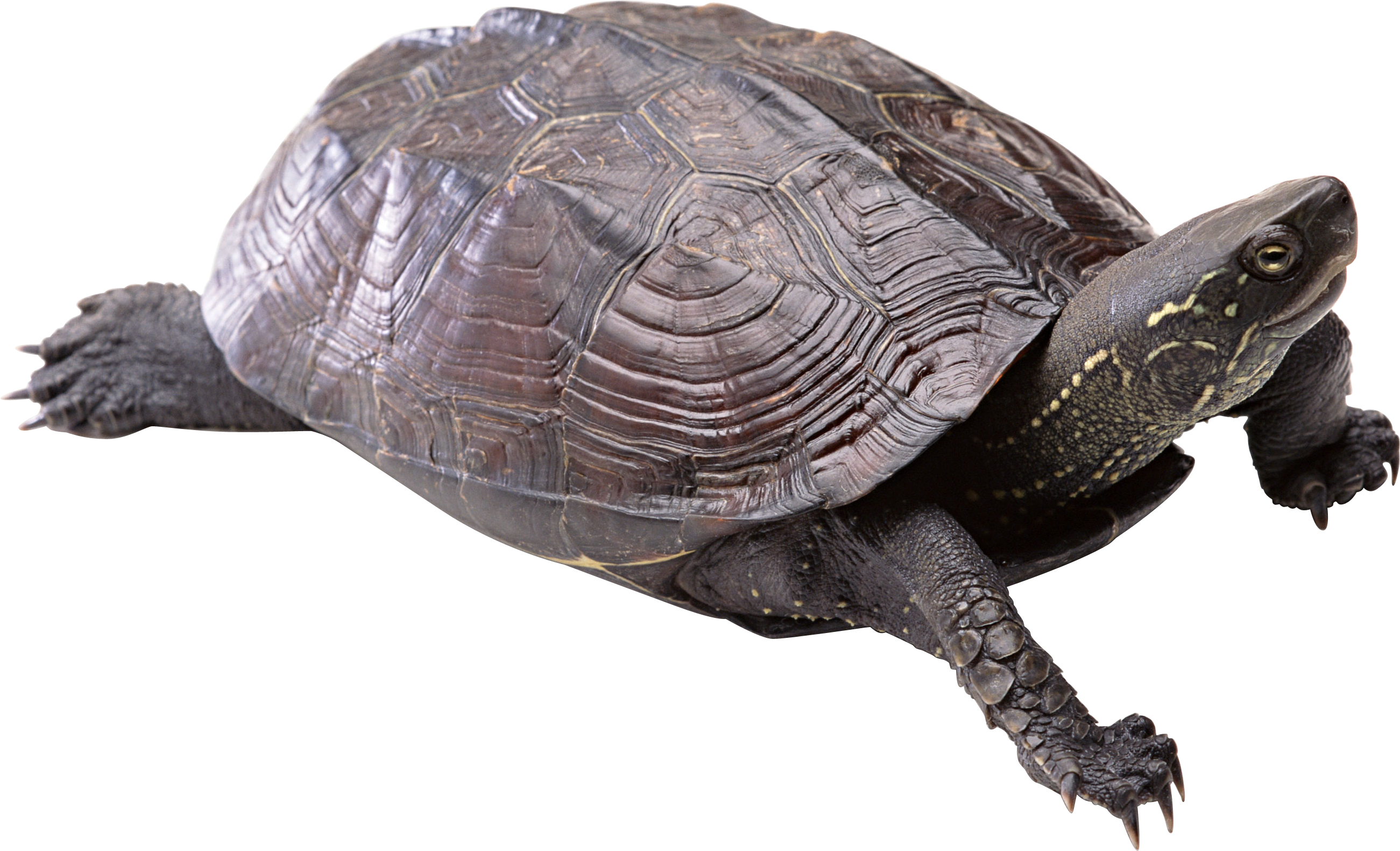 Turtle Coral Transparent PNG Image