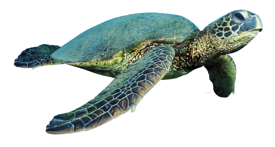 Turtle Coral Transparent PNG Image
