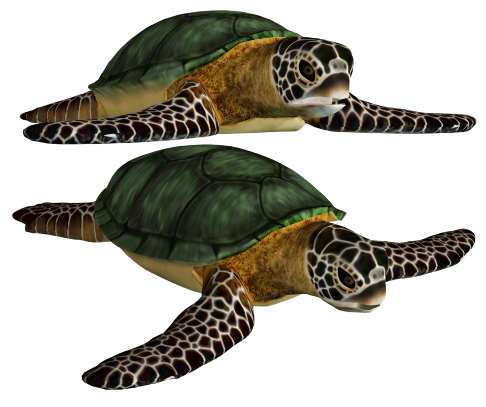 Turtle Coral File Transparent PNG Image