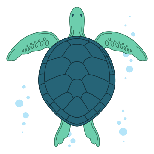 Turtle Coral Transparent PNG Image