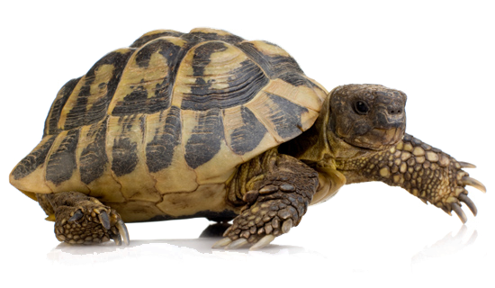 Turtle Coral Transparent PNG Image