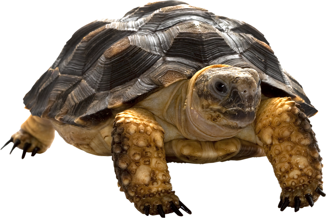 Turtle Coral Transparent PNG Image