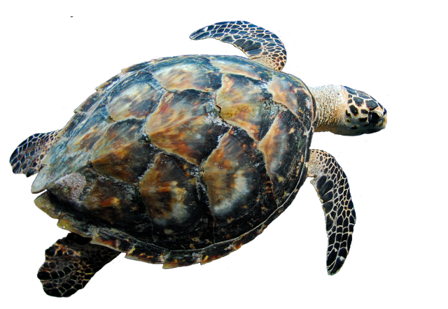 Turtle Coral Transparent PNG Image