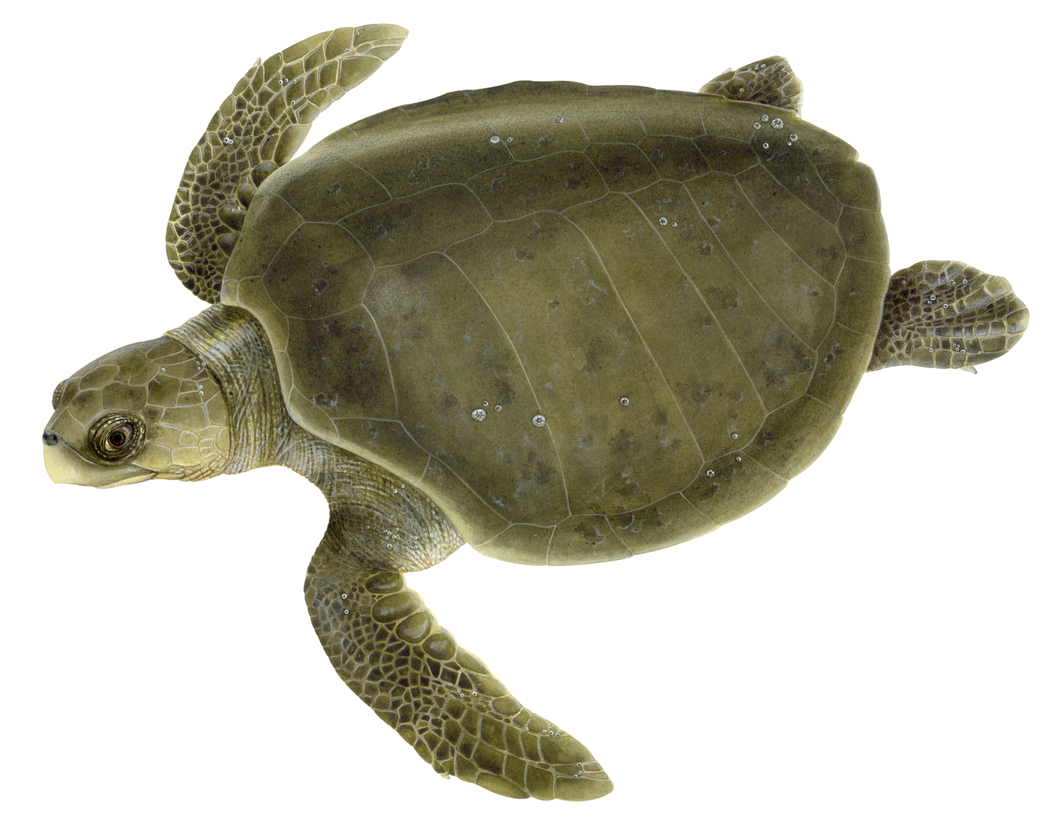 Turtle Green Transparent PNG Image