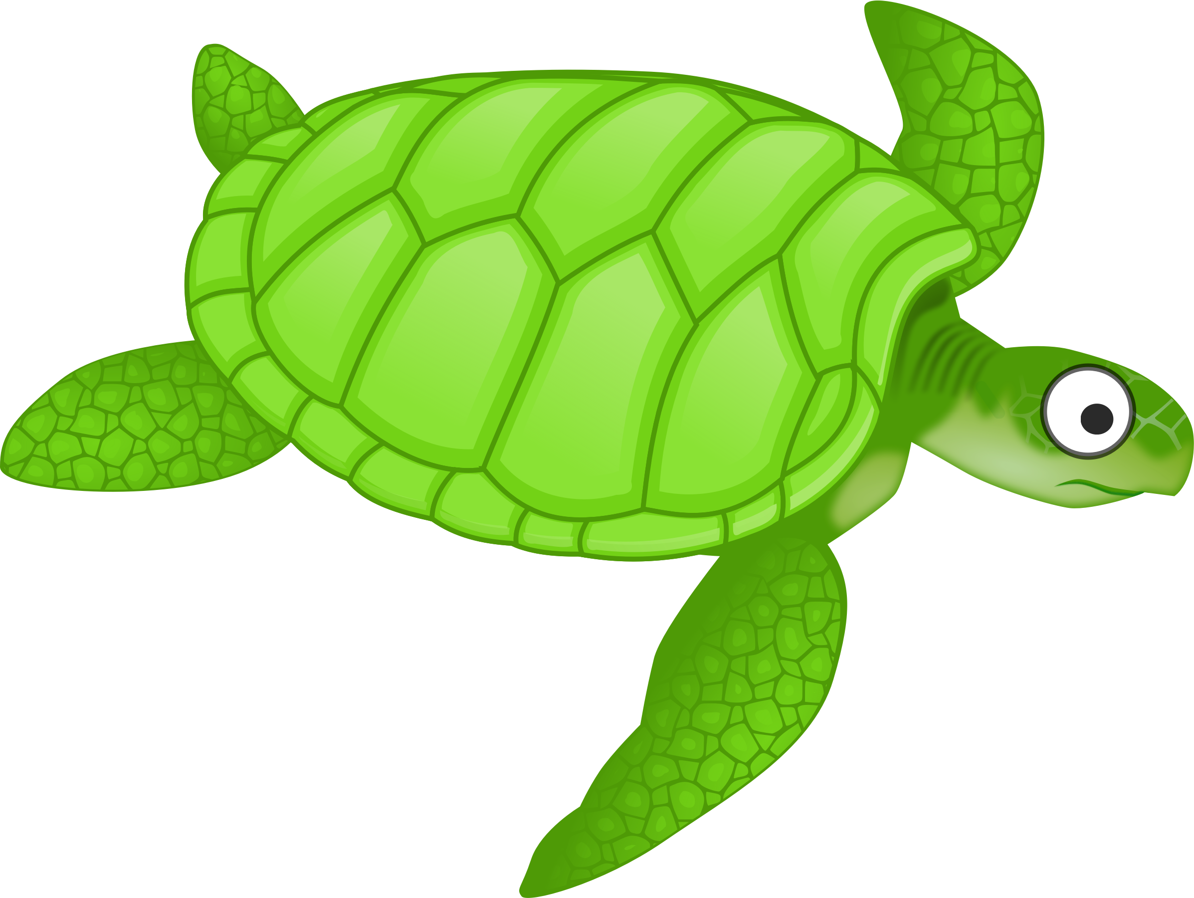 Turtle Green Transparent PNG Image