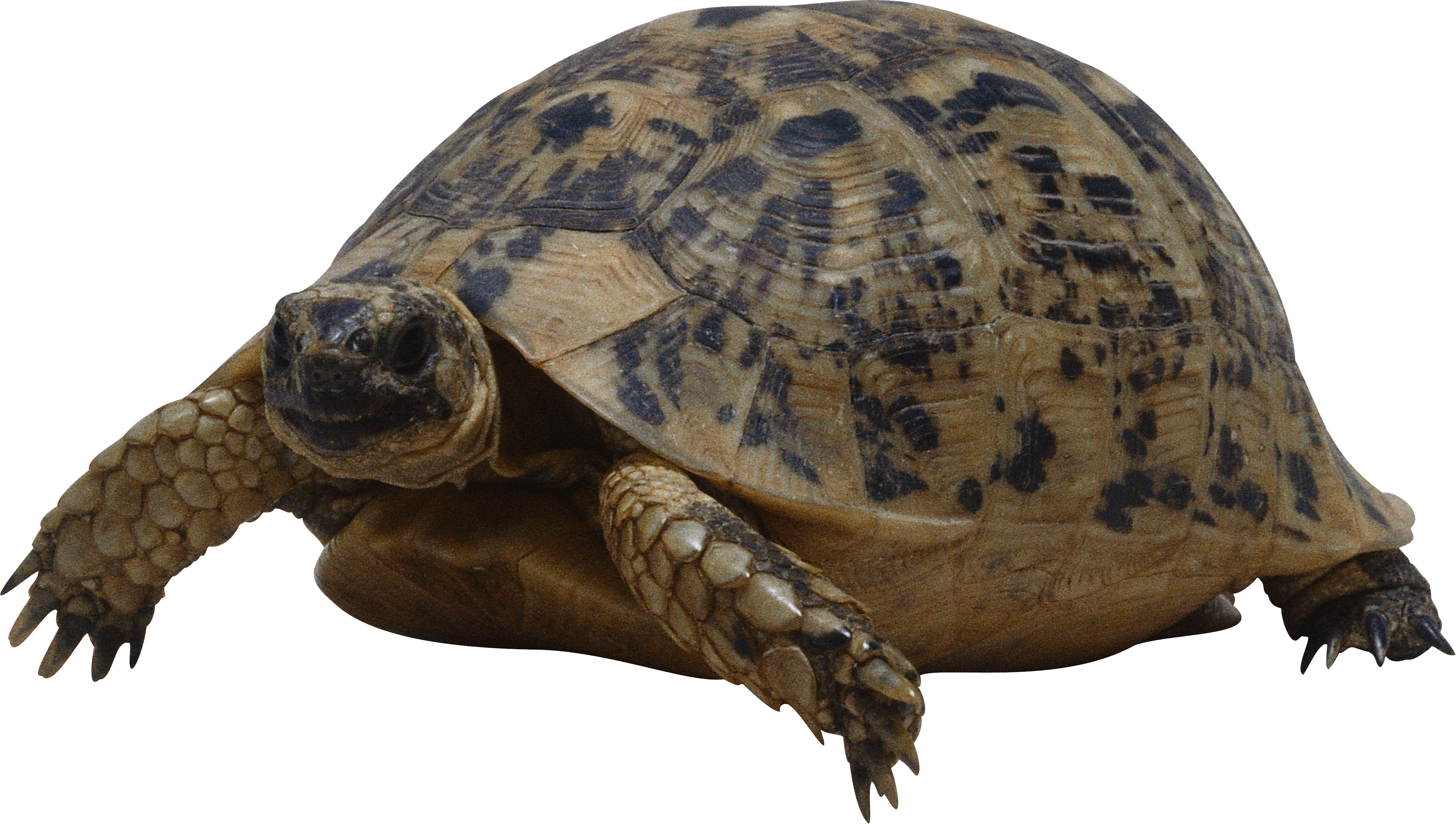 Turtle Sea Transparent PNG Image