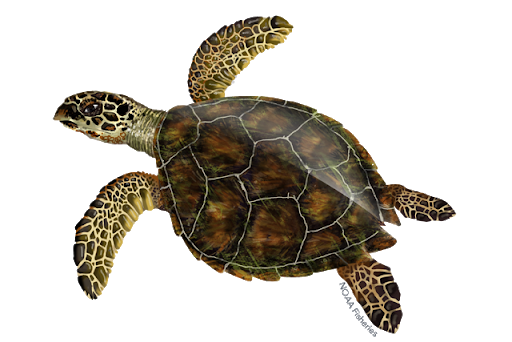 Turtle Sea Transparent PNG Image