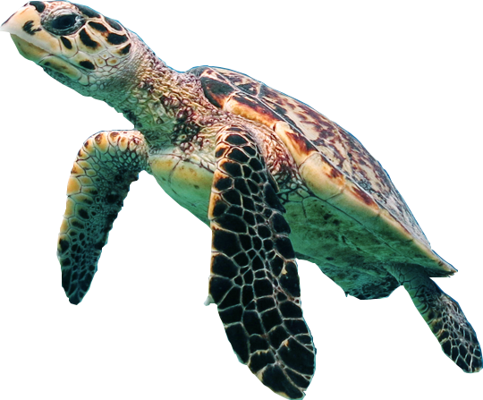 Turtle Sea Transparent PNG Image