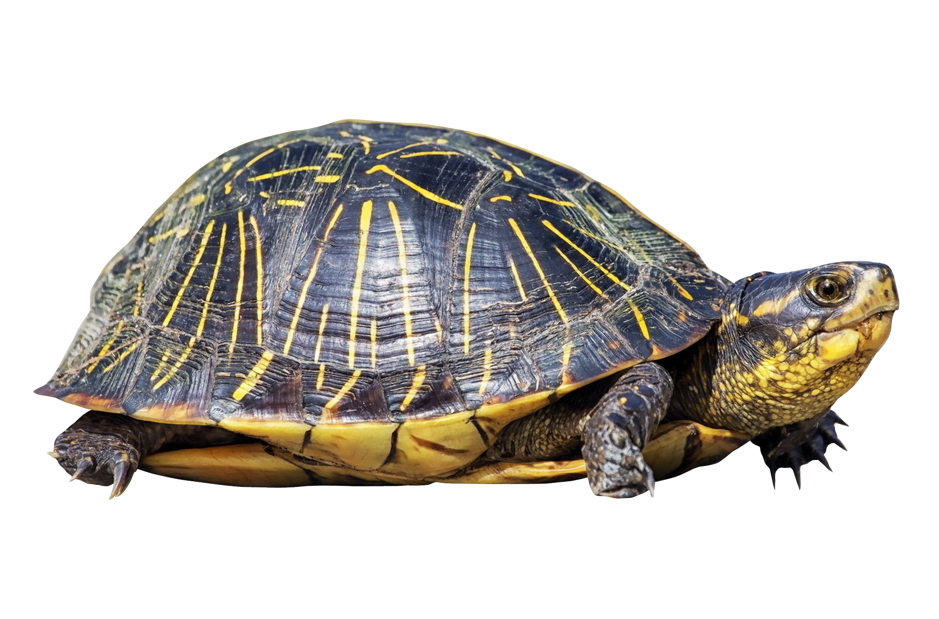 Turtle Sea Transparent PNG Image