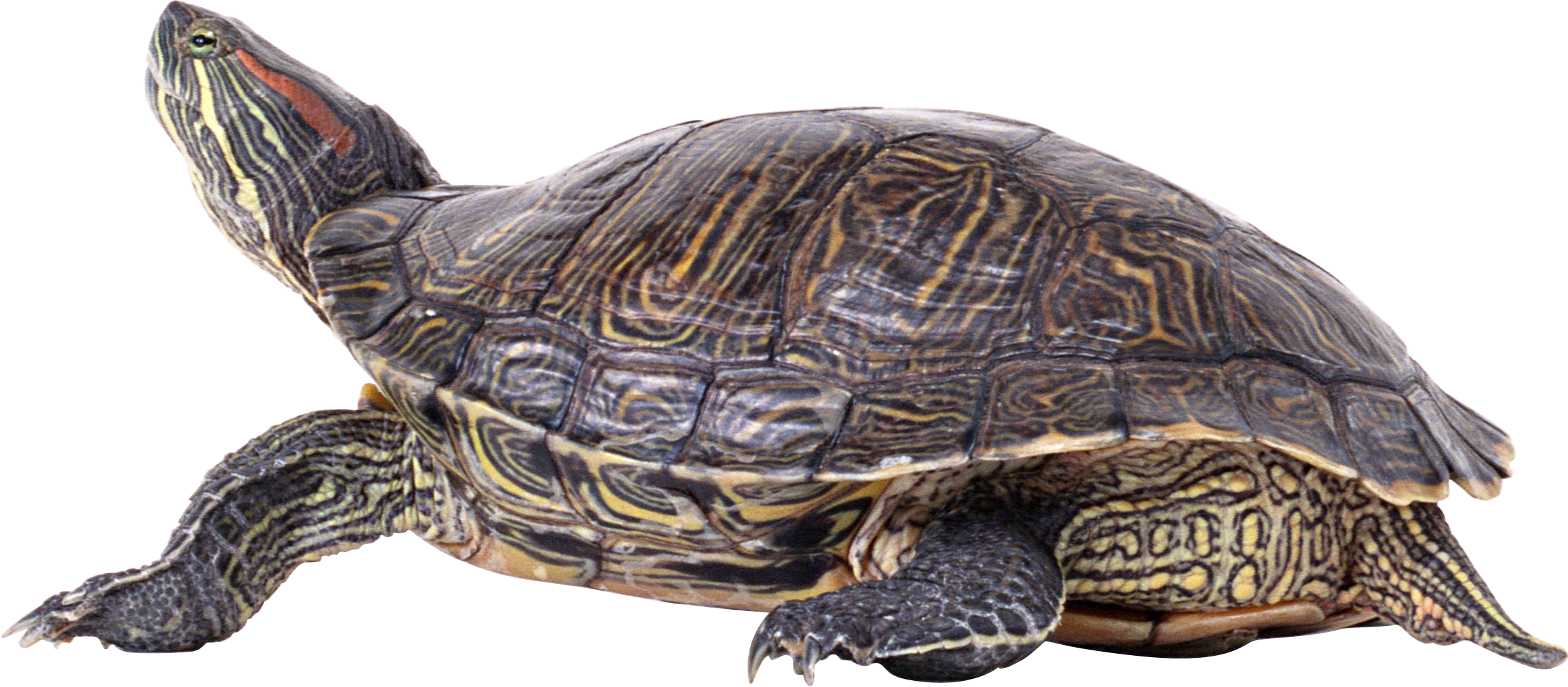 Turtle Sea Transparent PNG Image