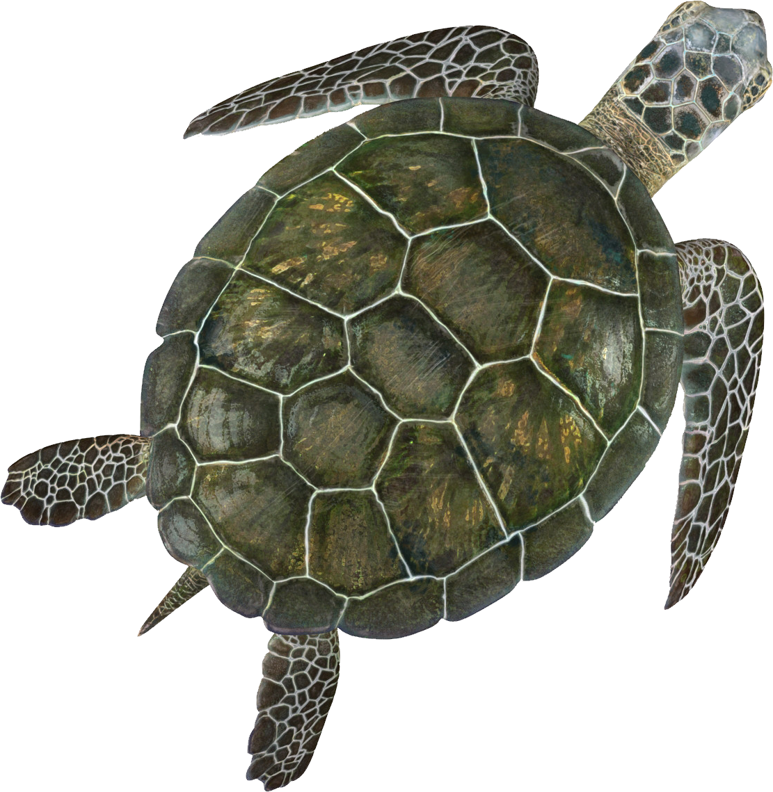 Turtle Sea Transparent PNG Image