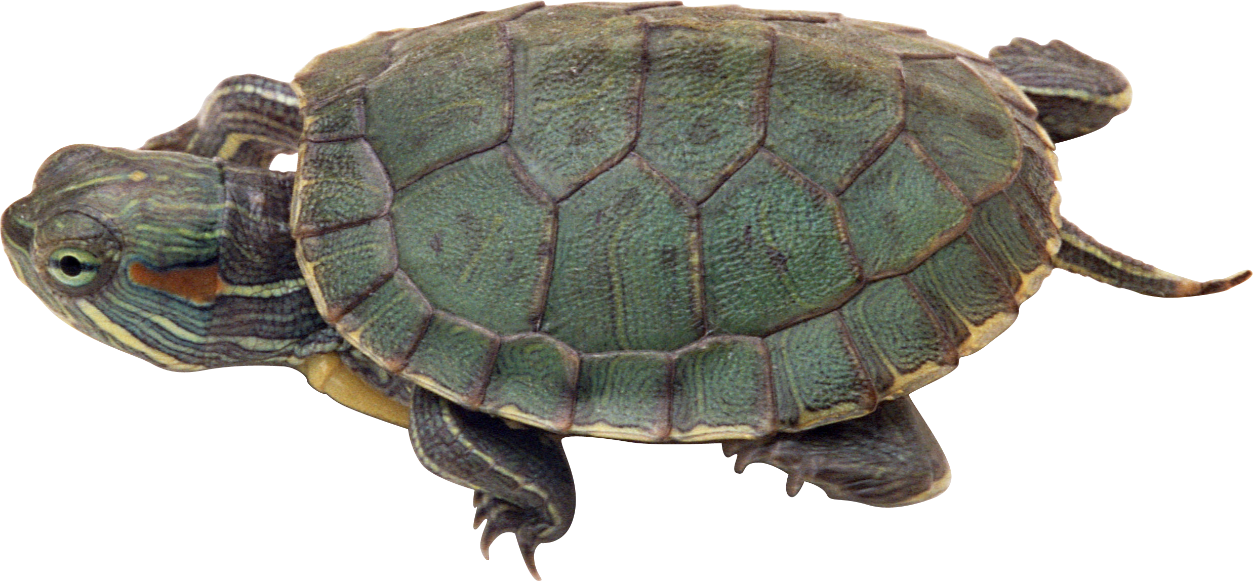 Turtle Sea Transparent PNG Image