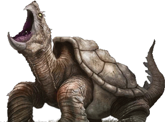 Turtle Transparent PNG Image