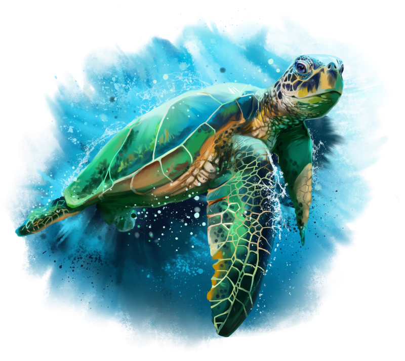 Turtle Transparent PNG Image