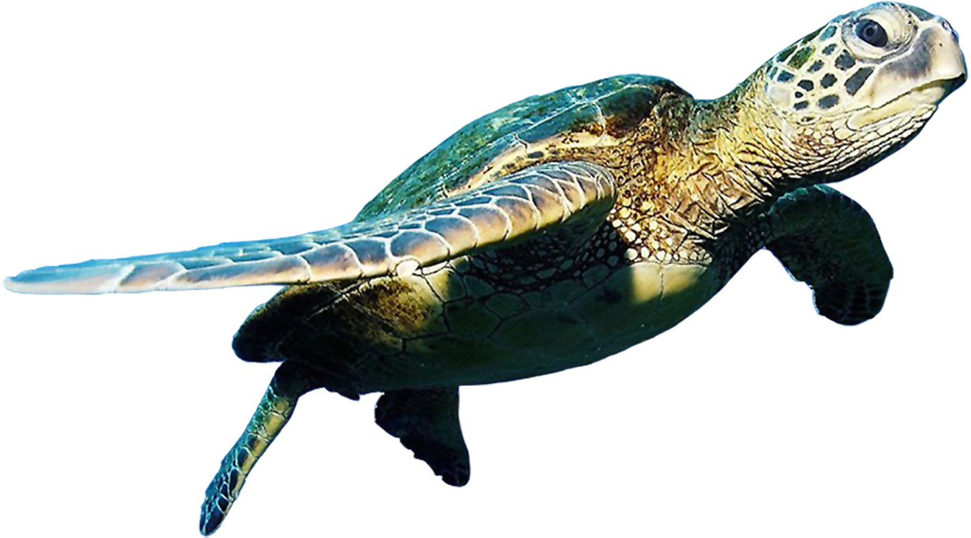 Turtle Transparent PNG Image