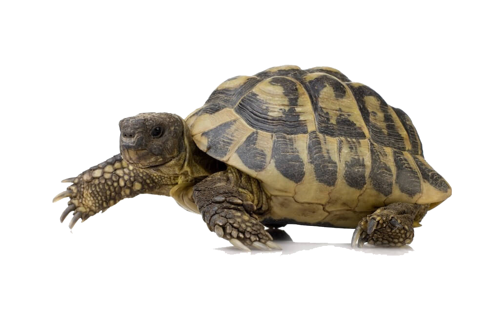 Turtle Transparent PNG Image