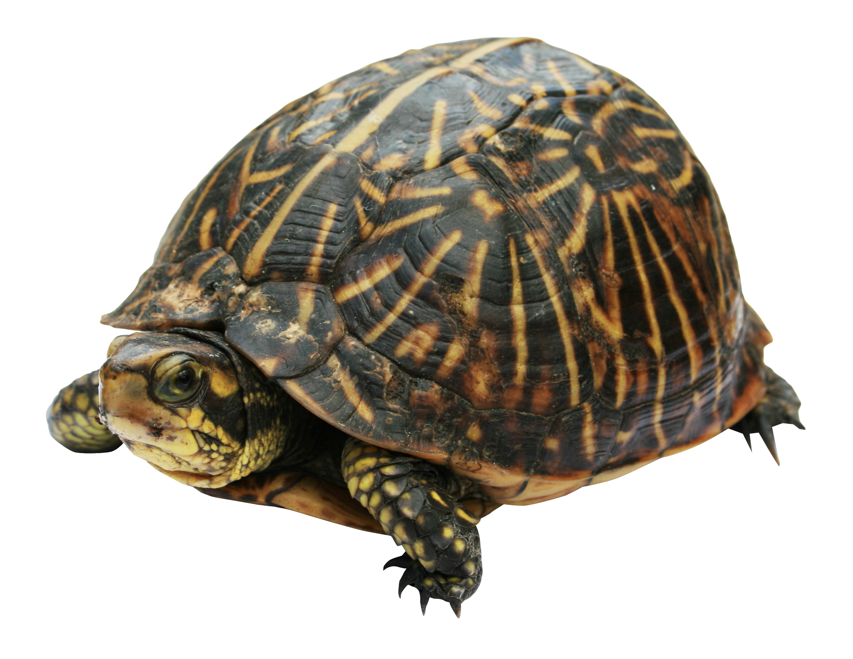 Turtle Transparent PNG Image