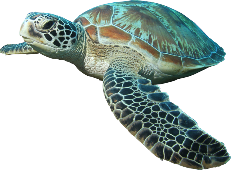 Turtle Transparent PNG Image