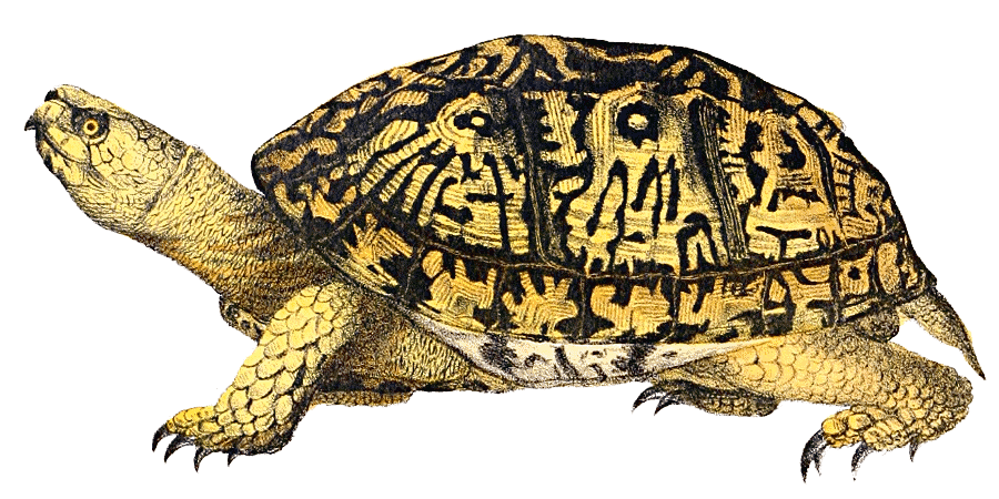 Box Turtle Transparent PNG Image