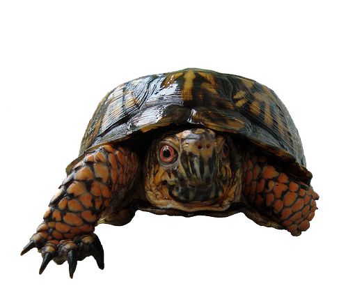 Box Turtle Transparent PNG Image
