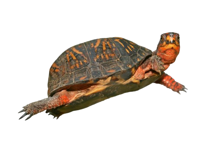 Box Turtle Transparent PNG Image