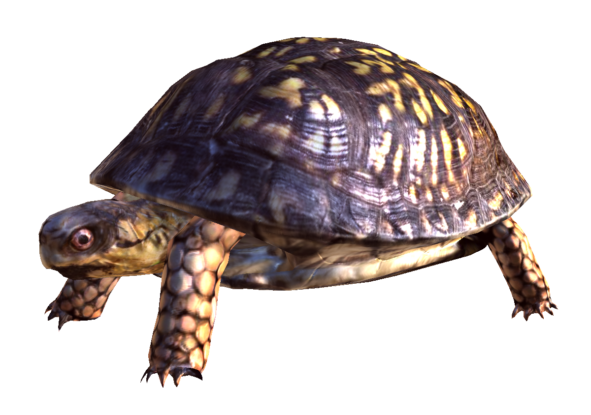 Box Turtle Transparent PNG Image