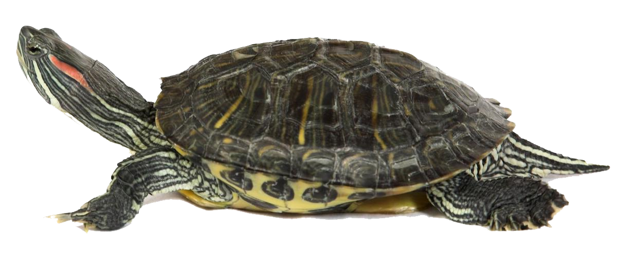 Box Turtle Transparent PNG Image