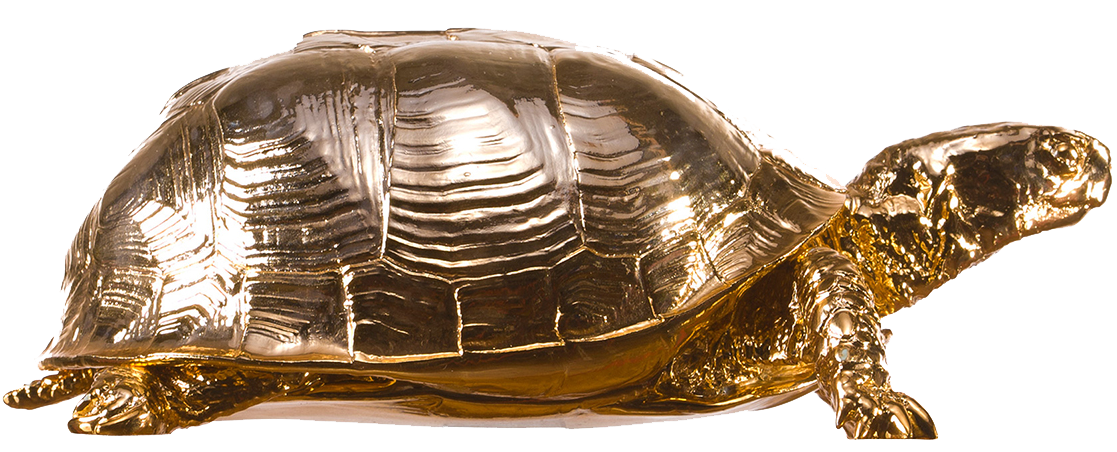 Box Turtle Transparent PNG Image