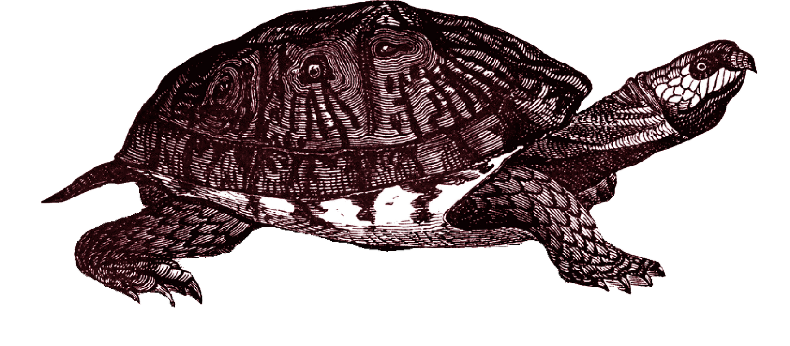Box Turtle Transparent PNG Image