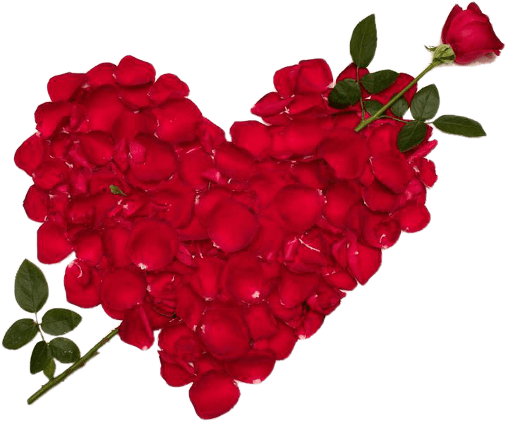 Rose Valentines Love Day Transparent PNG Image