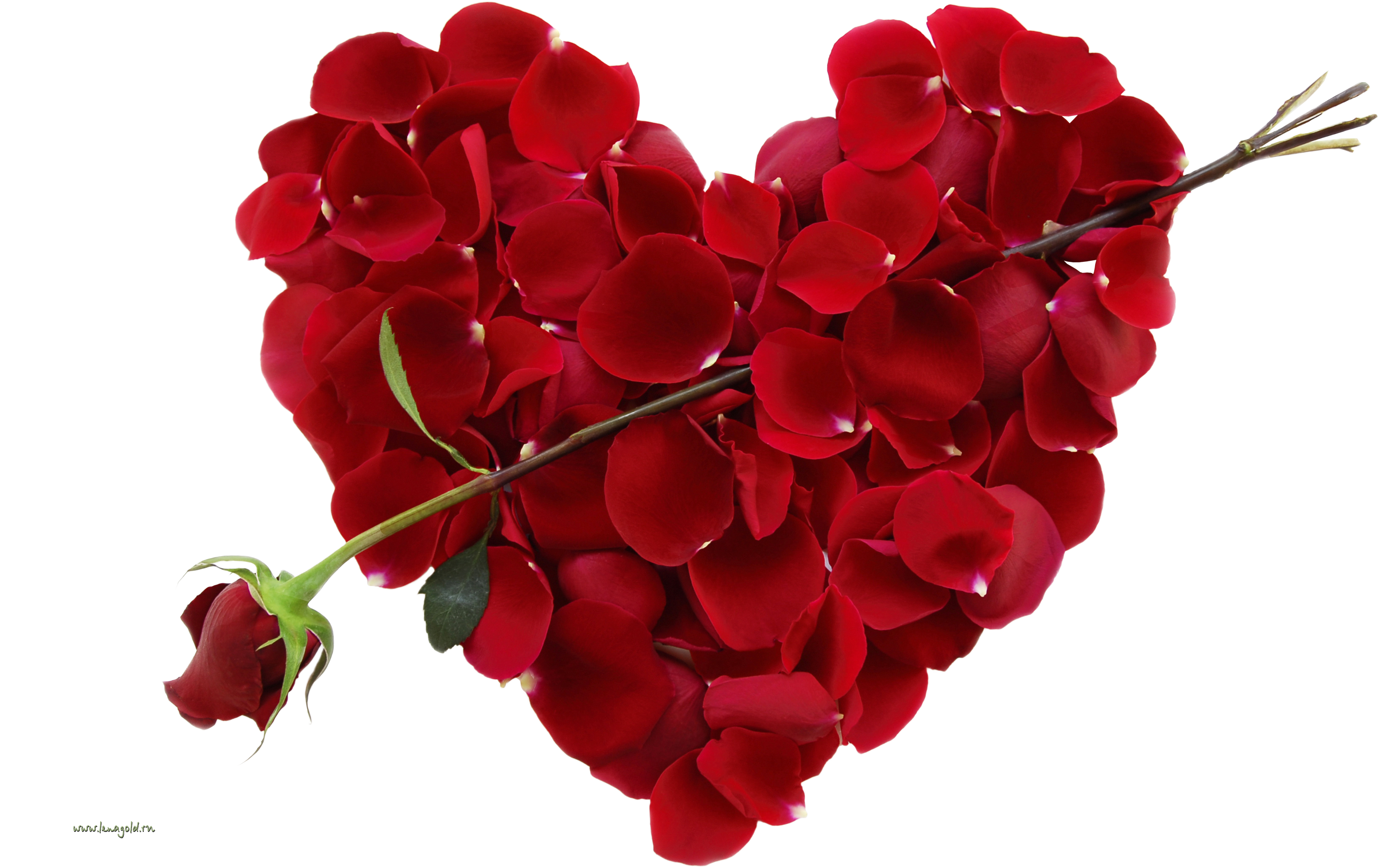Rose Valentines Love Day Transparent PNG Image