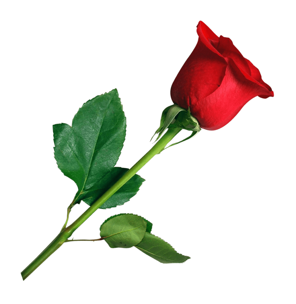 Rose Valentines Day Red Transparent PNG Image