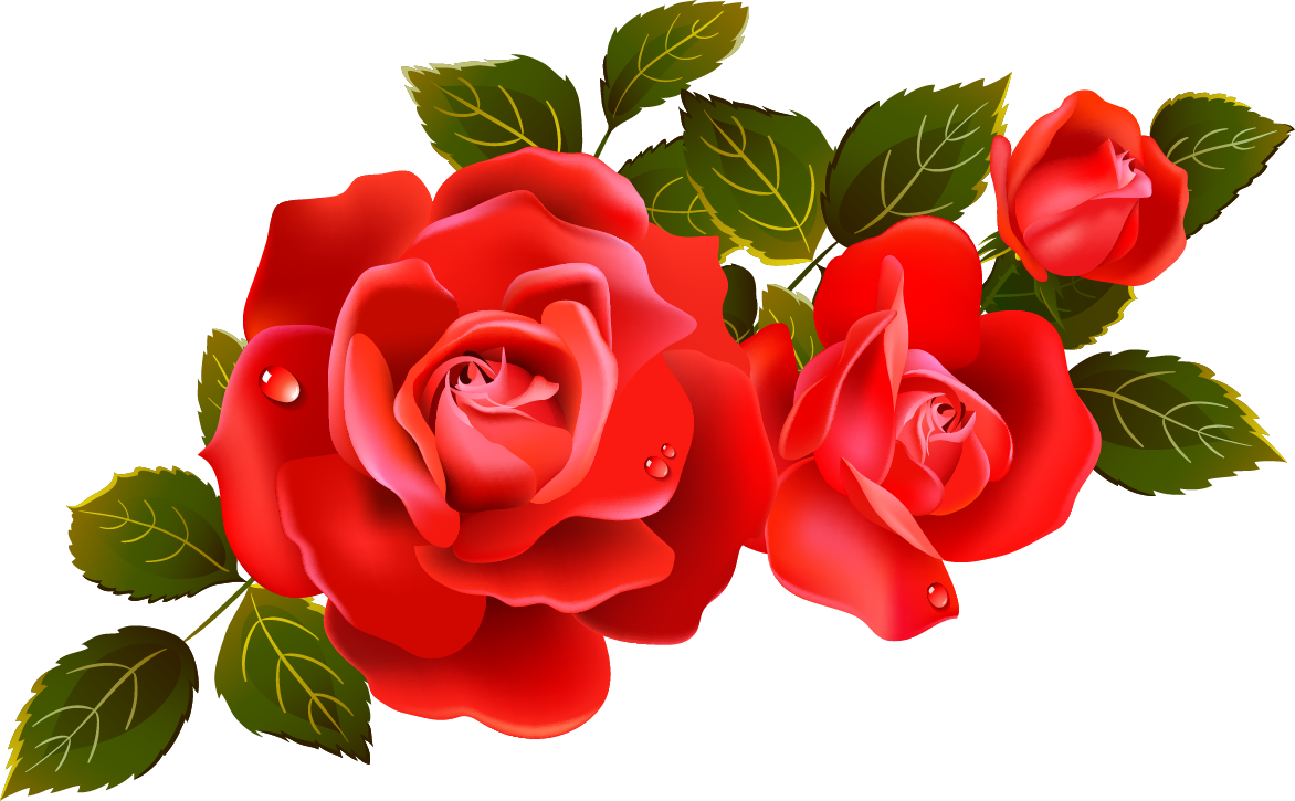 Rose Valentines Day Red Transparent PNG Image