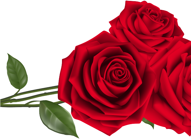 Rose Valentines Day Red Transparent PNG Image