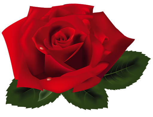 Rose Valentines Day Red Transparent PNG Image