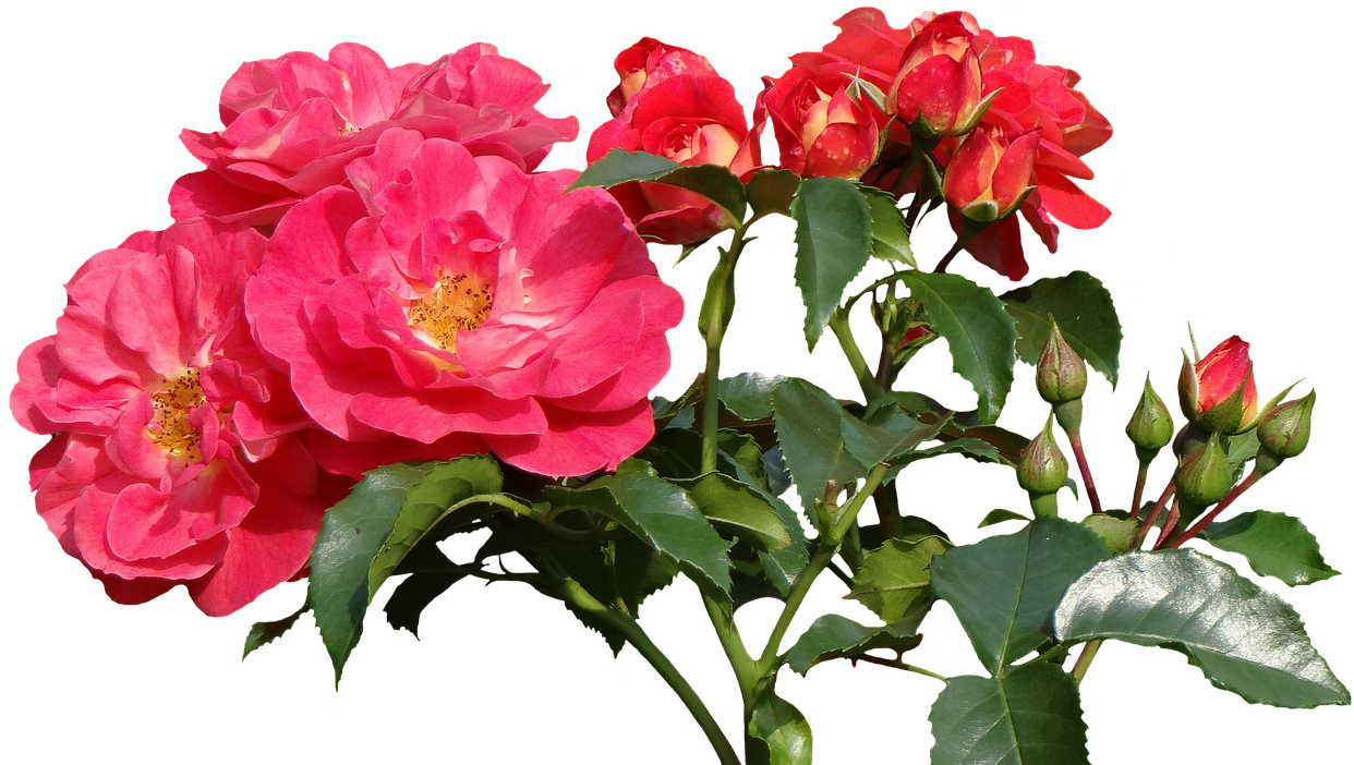 Rose Valentines Day Transparent PNG Image